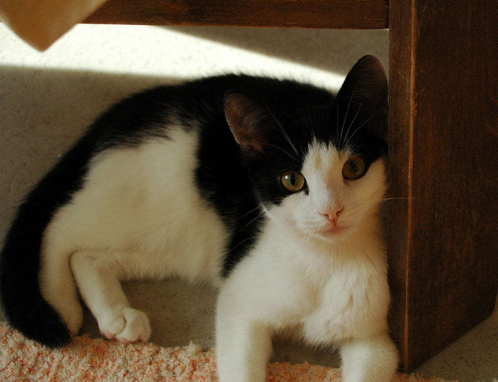 CatPhotoBot's tweet image. 