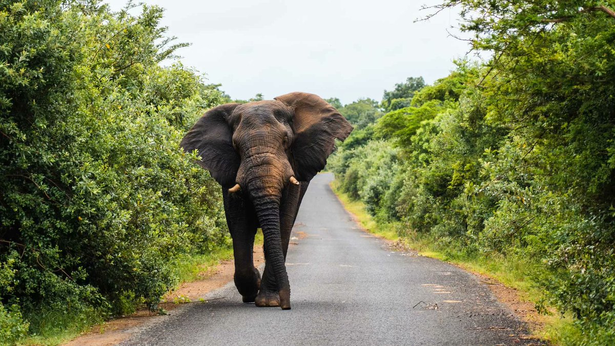 iSimangaliso tweet media