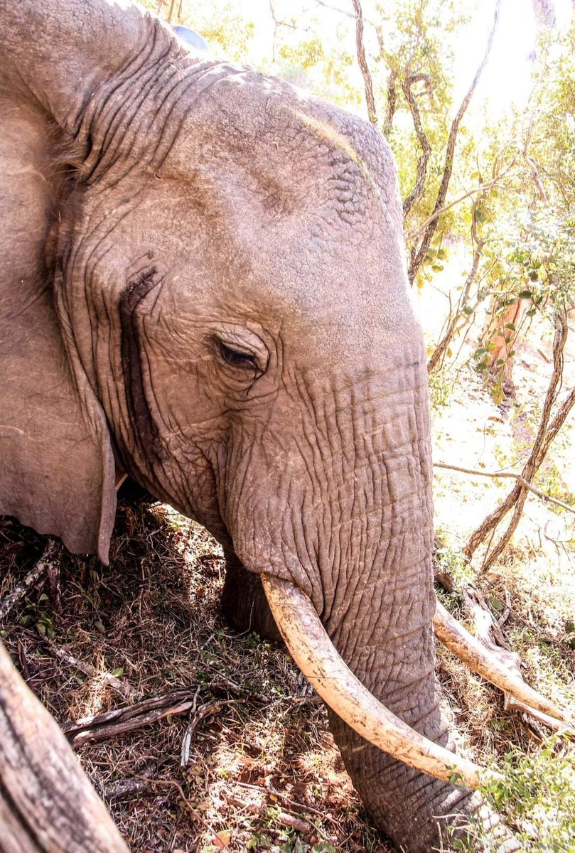 Did you know that you can tell male and female elephants apart by looking at their face? Females are narrow between eyes with the forehead being square shaped whilst males are broader between eyes &amp; their forehead is slopped or curved. Features to look out for on your next trip!
