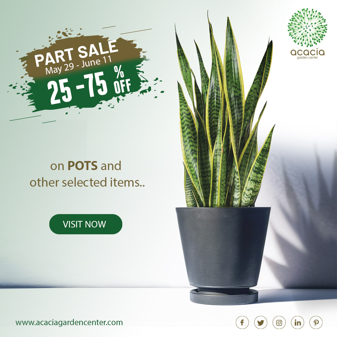 AcaciaGardenCen's tweet image. We have extended our Part Sale!

From May 9th to 11th June, visit our store and enjoy 25%-75% off on our beautiful pots and other selected items. 

See you there!
goo.gl/maps/gpGUGQLdd…

#opportunity #partsale #discount #pots #plants #GardeningTwitter