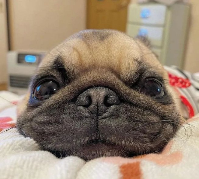 HeavenPug's tweet photo. Cute face🥰🥰

#puglover #pug #puglover #dogsoftwitter https://t.co/73EwZbPkqv