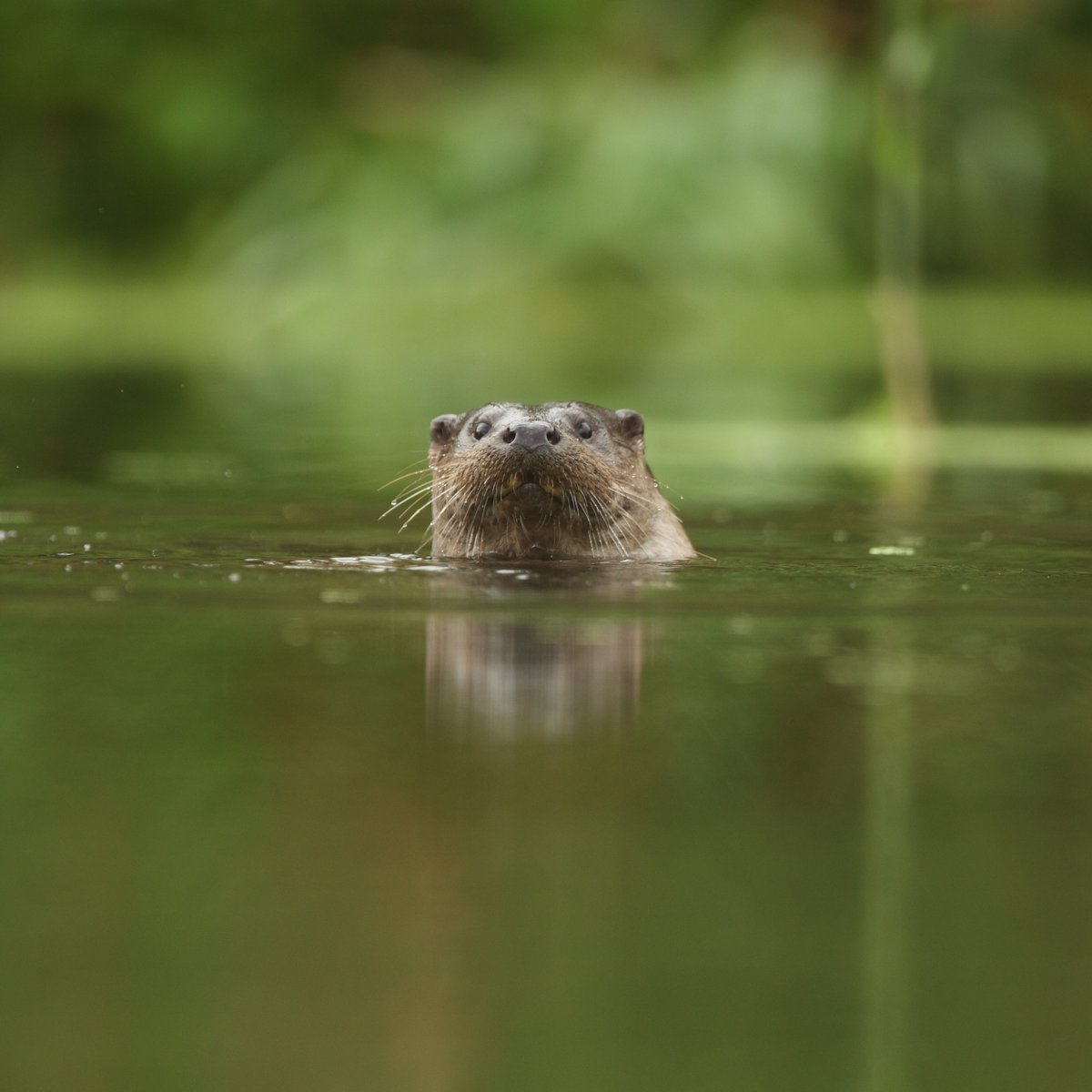 Can you raise £30 for #30DaysWild? 🦦 This June, we're asking our supporters to take on a #WILDFundraiser challenge to help protect Welsh wildlife! 🦡 👉Find out more: welshwildlife.org/take-wildfundr… 📸 Luke Massey/2020VISION