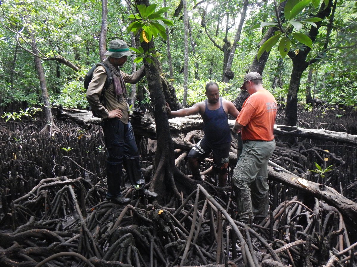 Though #AmericanWetlandsMonth is coming to an end, USGS celebrates wetlands year-round. Our wetlands work takes us throughout the Nation and even the world: usgs.gov/news/wetland-s… Photo: USGS and partners studying mangrove forests in the Federated States of Micronesia