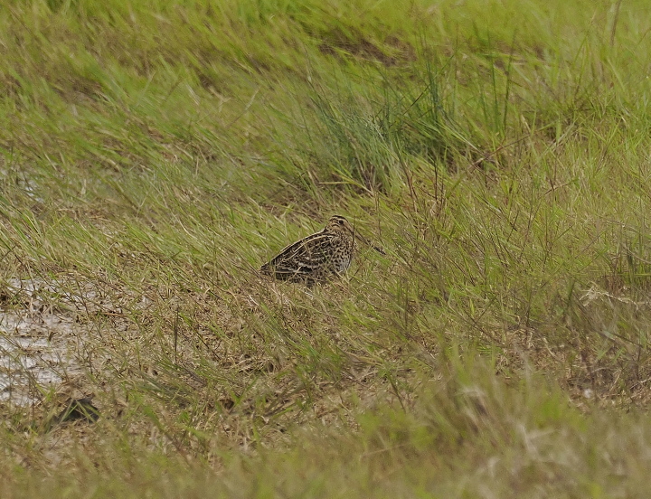 Nice to be onsite @spurnbirdobs when a good bird turns up...
Great Snipe found by @SBO_Jason at Clubleys / Warren, was probably not one that I expected when I started my wanderings at 7am today....#spurnbirds #birdguides