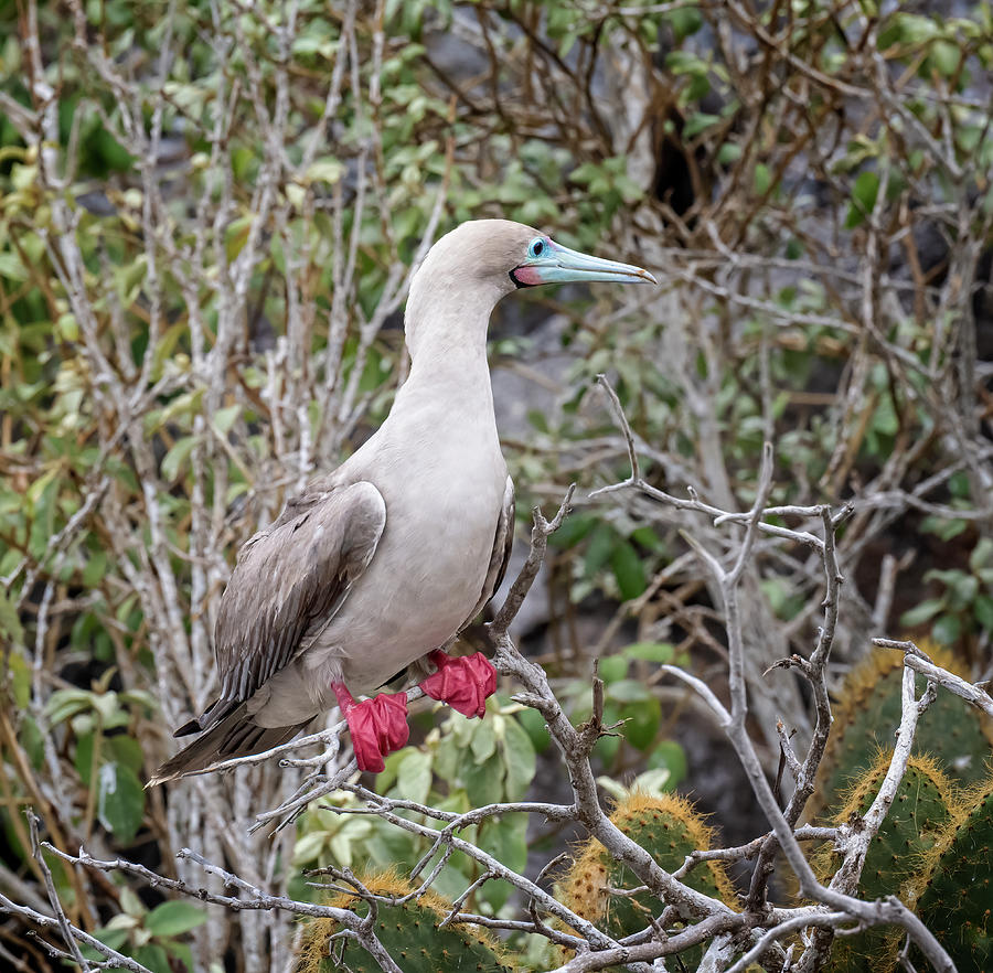 joancarroll's tweet photo. Galapagos Red Footed Booby! https://t.co/XamAIcKHf5 #galapagos #redfooted #red #booby #bird #wildlife #wildlifephotography #Travel #travelphotography #giftideas @joancarroll https://t.co/W1WKwn7LqP