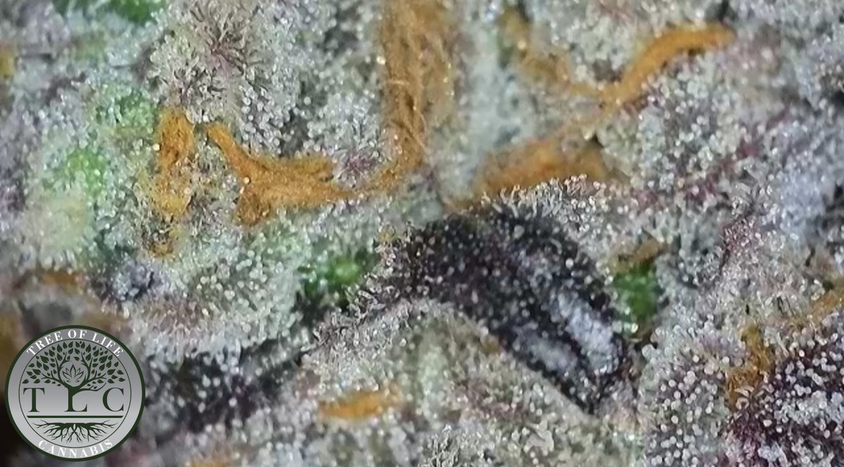 Grape Slurri Up Close🔥🥶

•

#micanna #michigancannabis #craftcannabis #craftorganic #organiccannabis #organics #livesoil #livesoilcannabis #treeoflifecannabis #legal #legalcannabis #michiganlegal #grapeslurri #tricomes #trichome #tlccannabis #cannabisfeatures