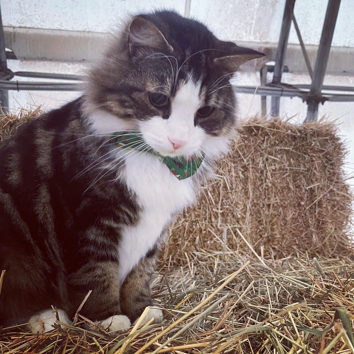 Huge thanks to our wonderful friends at Avalon Animal Hospital-they are the latest $5000 Impact Sponsor! A special thank you from your patients Olaf &amp; Figgy (the Rainbow barn cats) for all you do for them😽😸 We are so grateful 🙏❤️🌈🎉
#hoedowninthebarn #barncats #barndance