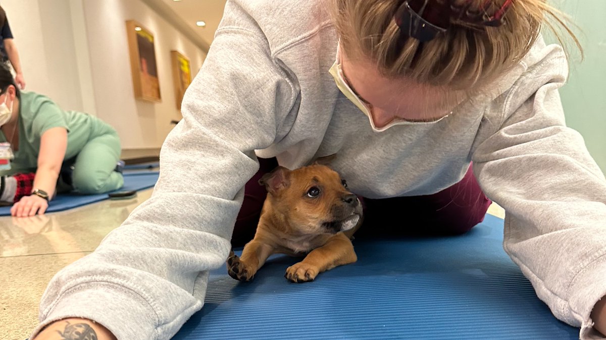 KUhospitalJobs's tweet photo. Puppies makes exercise better! Our wellness program for employees began piloting puppy yoga earlier this year with select staff. It was such a hit that all employees and physicians will soon be able to enjoy some gentle stretching and serotonin-boosting snuggles. https://t.co/MxetIsE1BR