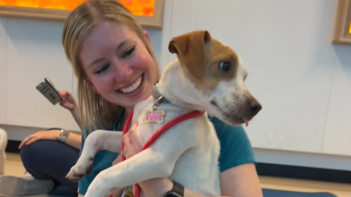 KUhospitalJobs's tweet photo. Puppies makes exercise better! Our wellness program for employees began piloting puppy yoga earlier this year with select staff. It was such a hit that all employees and physicians will soon be able to enjoy some gentle stretching and serotonin-boosting snuggles. https://t.co/MxetIsE1BR