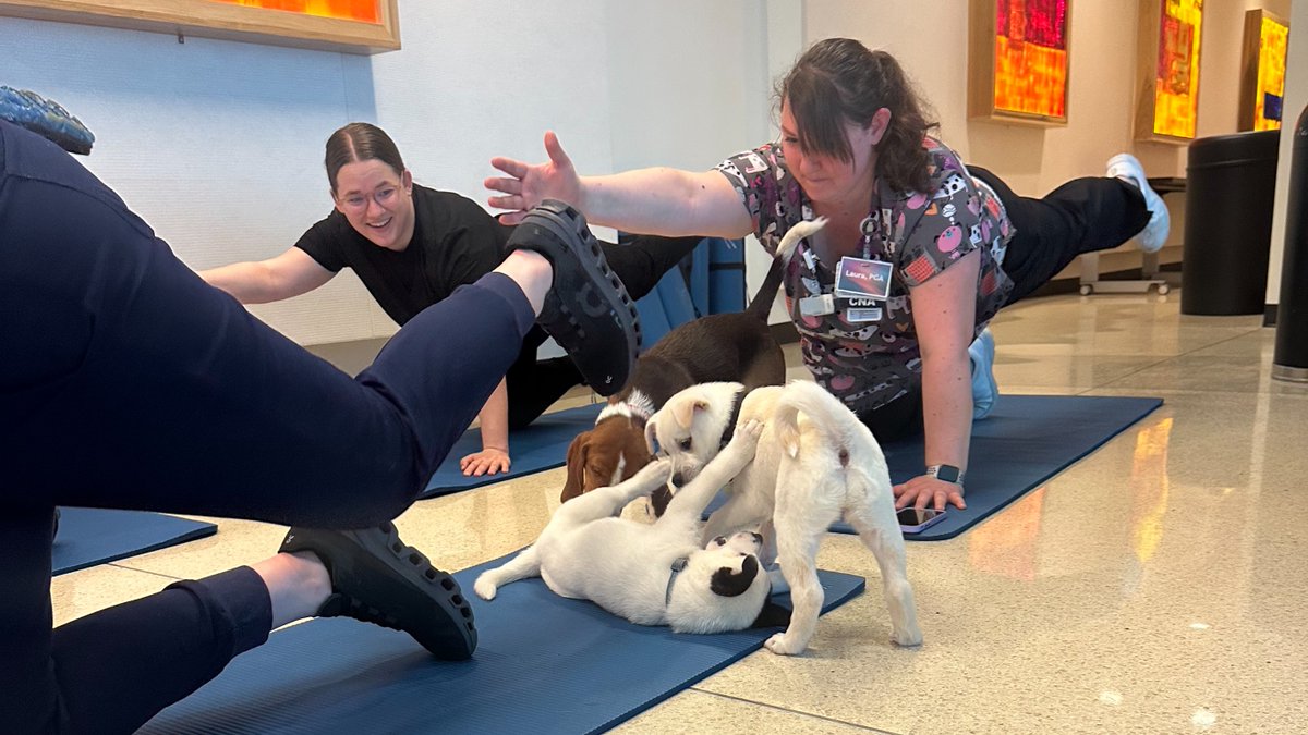KUhospitalJobs's tweet photo. Puppies makes exercise better! Our wellness program for employees began piloting puppy yoga earlier this year with select staff. It was such a hit that all employees and physicians will soon be able to enjoy some gentle stretching and serotonin-boosting snuggles. https://t.co/MxetIsE1BR