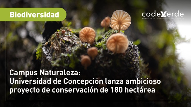 🌳La <a href="/udeconcepcion/">Universidad de Concepción</a> emprende una iniciativa que mezcla conservación de biodiversidad, restauración ecológica, ciencia, sustentabilidad y bienestar humano, que releva la importancia de la apertura de espacios ricos en flora y fauna en medio de las ciudades bit.ly/3N3MtWR