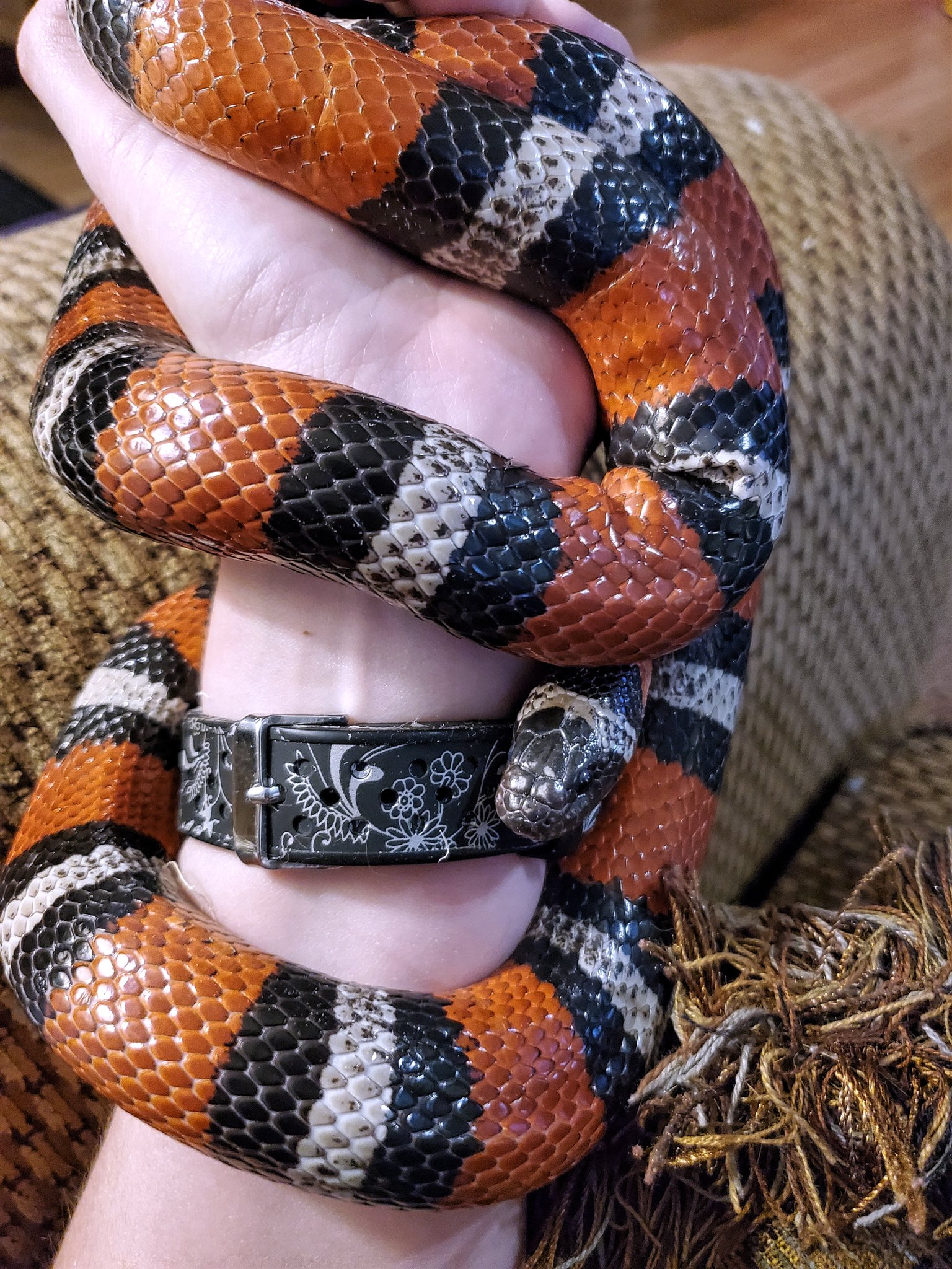 Random Snake Facts (@random_snakes) / Twitter
