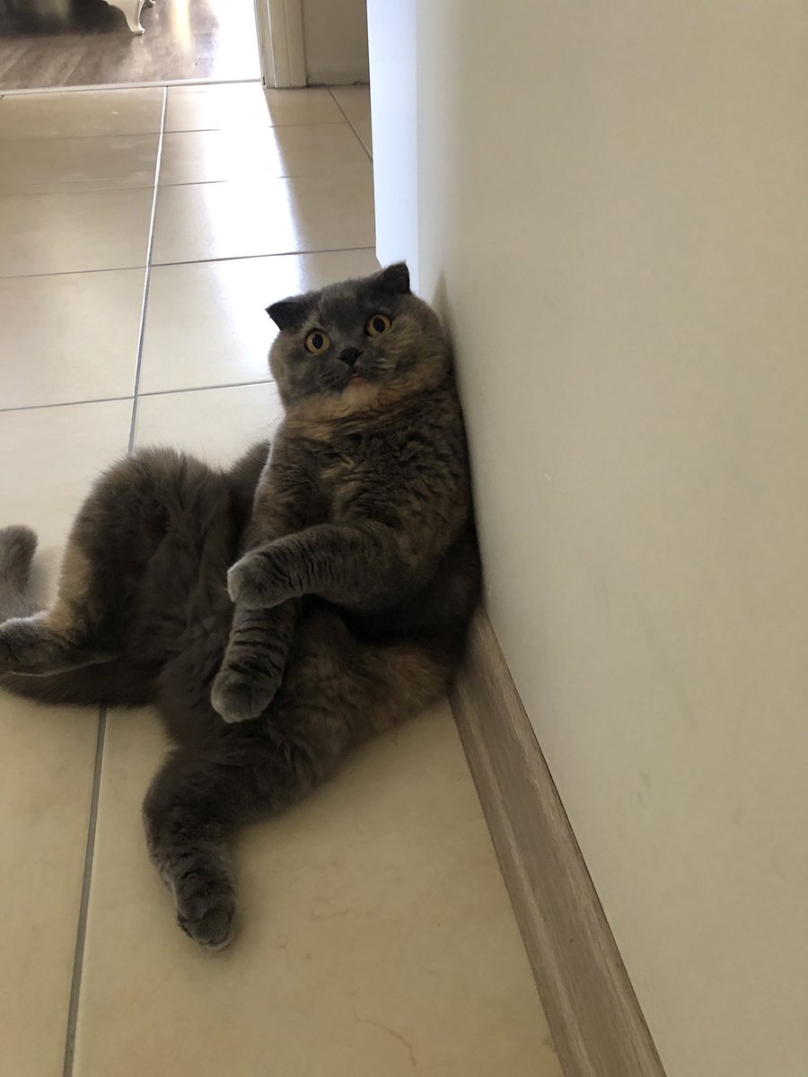 edipayguler's tweet photo. @aylinayguler Zammı duyunca bizimki triplere girdi 😂 https://t.co/a4HbP8bll6