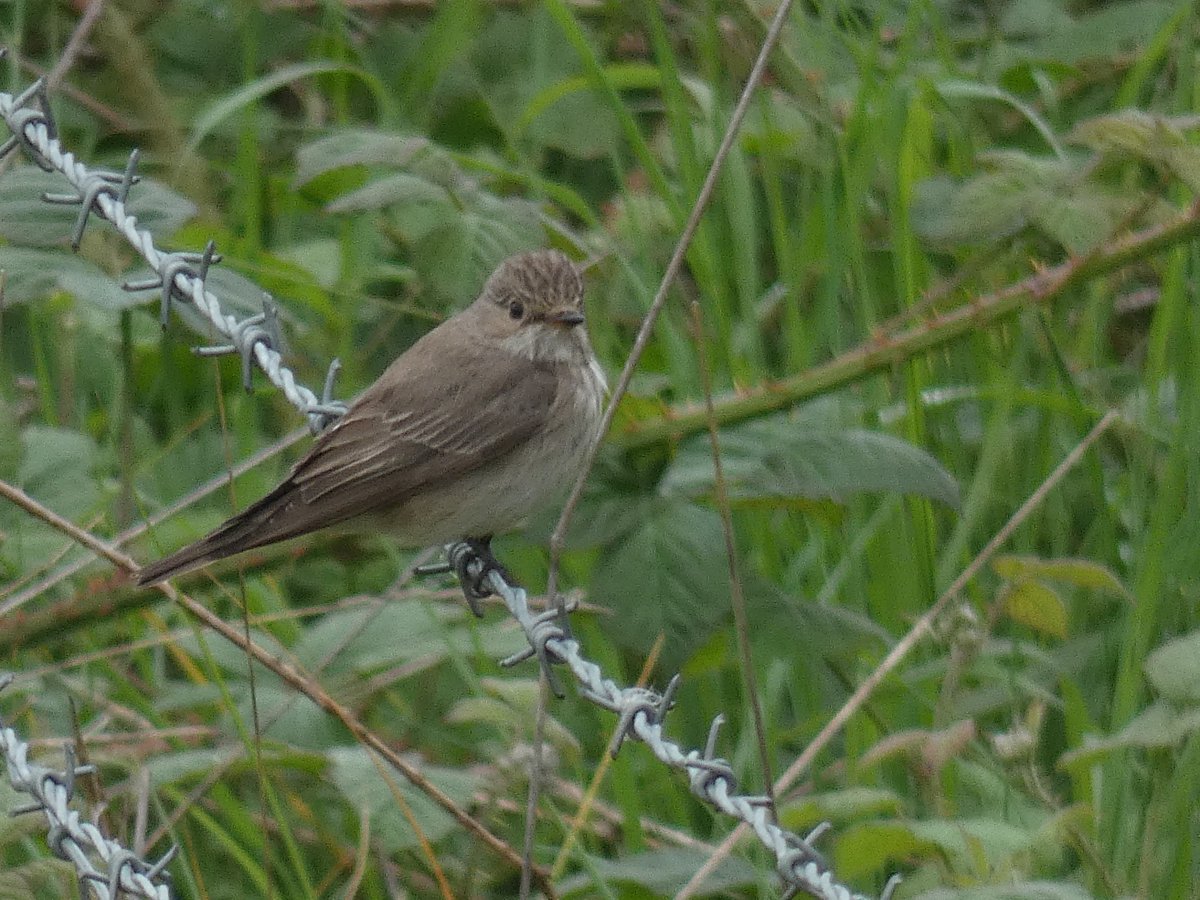 Couldn't have had a much better end to a Spurn birding tour with a Great Snipe! Lifer! Amazing find by @SBO_Jason. Spotted Flycatcher, Ruff, Tree Pipit and Whinchat all seen along the way across the Spurn area. #spurnbirds @spurnbirdobs @YorksWildlife