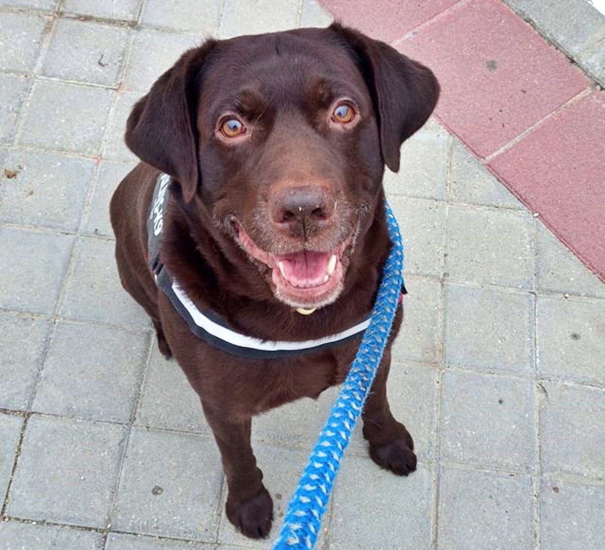 SosAbuelos1's tweet photo. Preferib. #MADRID
Esta sonrisa tan especial es de #ATHOR, un Labrador de 8 añitos al que su dueño, por temas de trabajo no puede atender...
Enérgico y cariñoso, convive con perretes, gatos y niños sin problema.
Buscamos un hogar responsable donde sobren los mimitos!!.
Si no puedes darle un hogar, ayúdanos a difundir
637954847