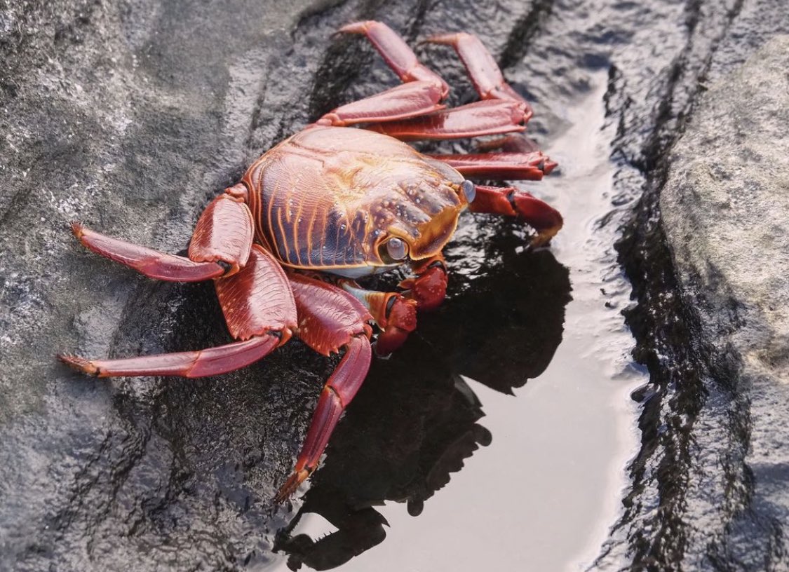 🦀 Crab Of The Day 🦀 tweet media