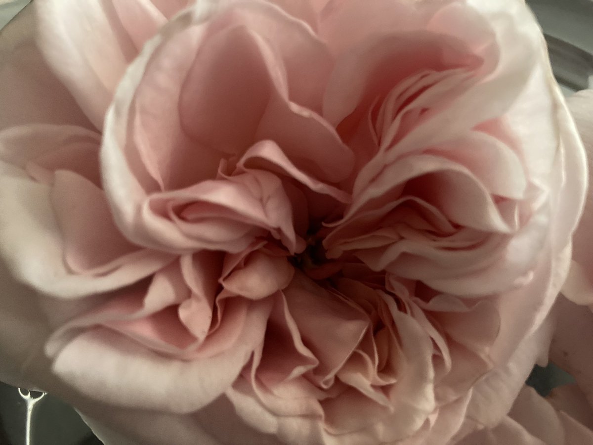 Concordmoose's tweet image. Stick your nose in &amp;amp; have a good sniff of these! Pink things in the garden really coming into their own now. St Swithin’s roses. #naturespatterns #colour #joy