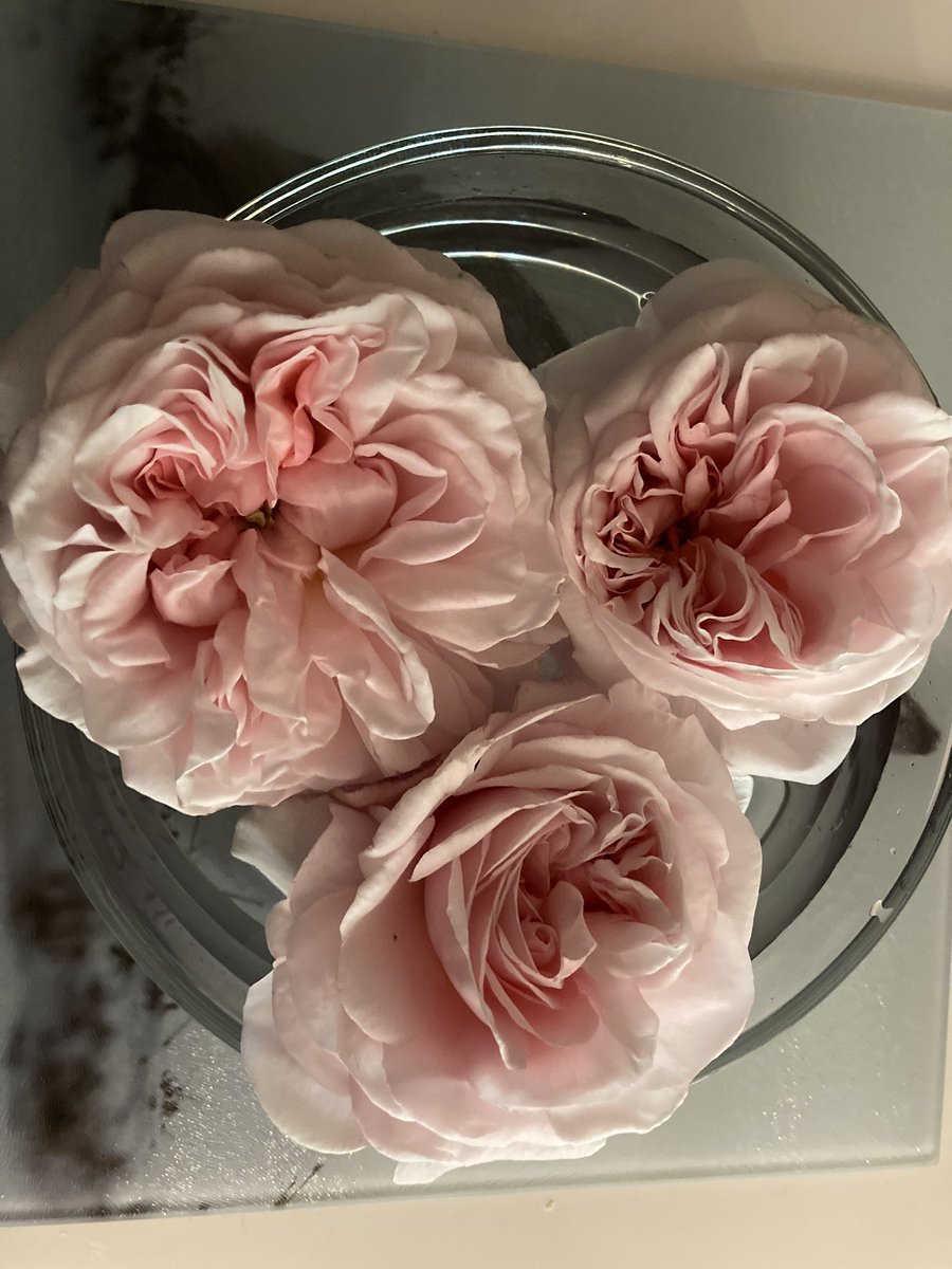 Concordmoose's tweet image. Stick your nose in &amp;amp; have a good sniff of these! Pink things in the garden really coming into their own now. St Swithin’s roses. #naturespatterns #colour #joy