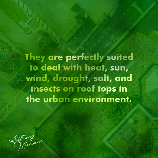 They are perfectly suited to deal with heat, sun, wind, drought, salt, and insects on roof tops in the urban environment.

 #IPP #instacoatpremiumproducts #greenroofs #vegetativeroofs #livingroofs #roofrestoration #commercialroofing #ecofriendly