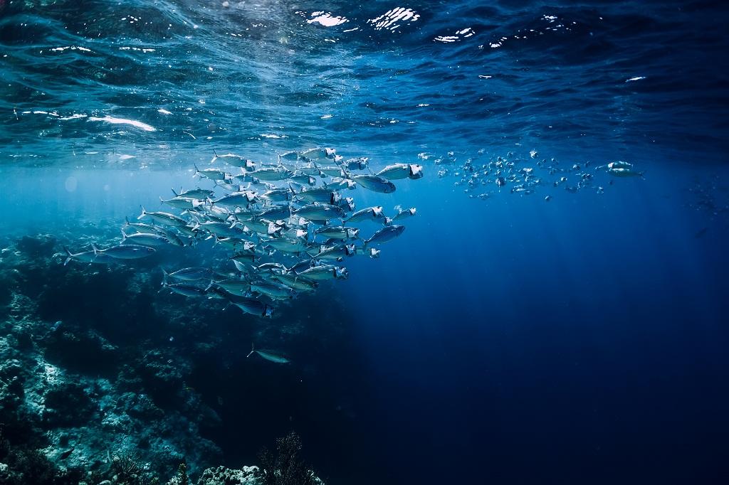 Global warming pushes marine fish to polar waters: Study downtoearth.org.in/news/climate-c… #ClimateEmergency #marine