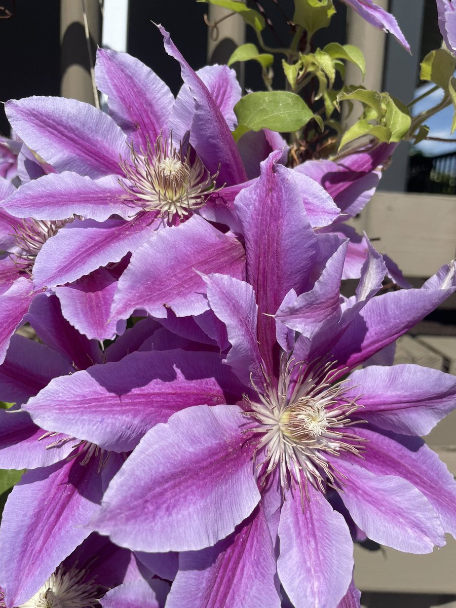 I saw this lovely Clematis during my morning walk.