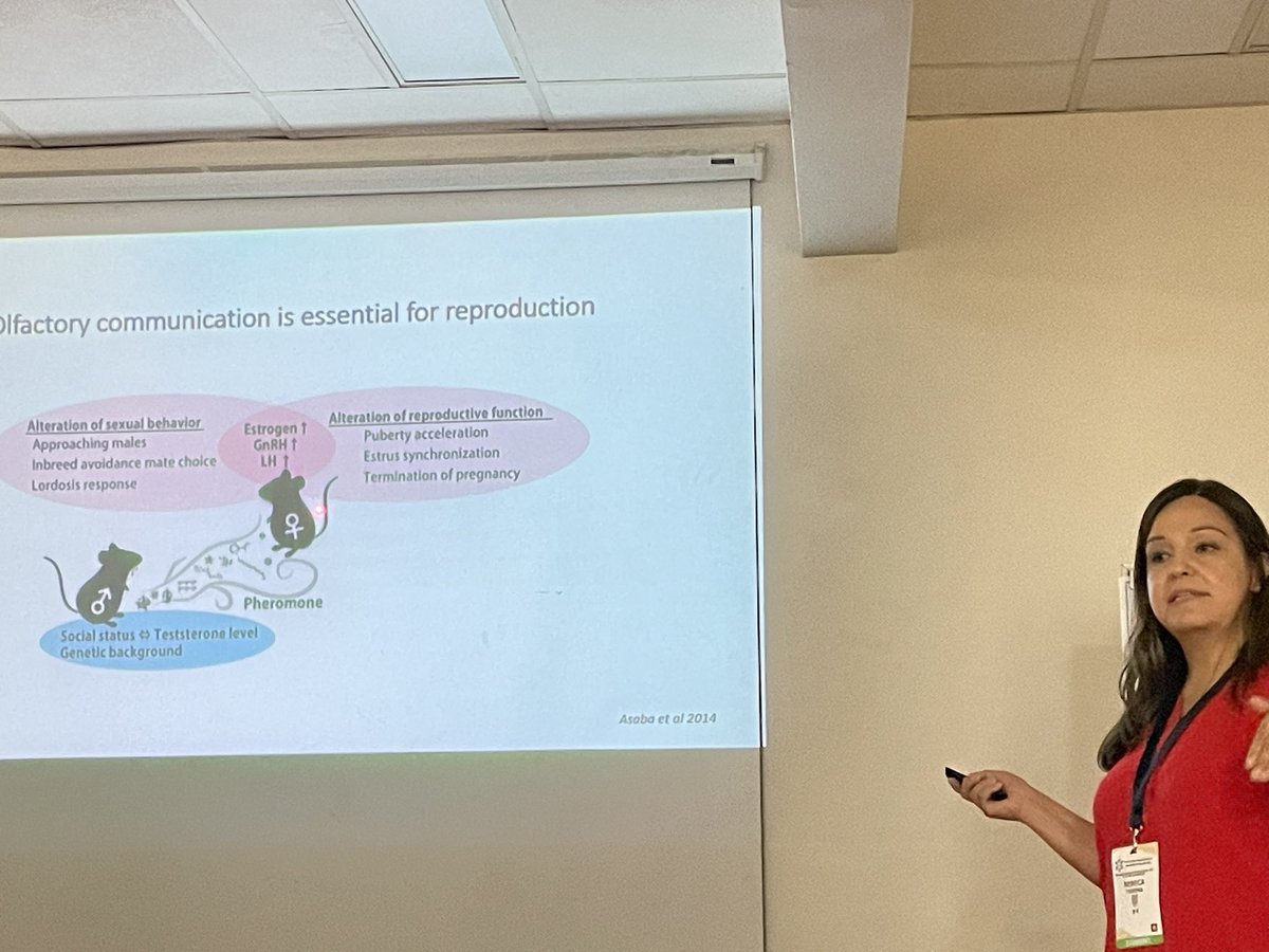 About prolactin effects on the olfactory bulb <a href="/UNAMINB/">Instituto de Neurobiología, UNAM</a> <a href="/NASCE_SNAEC/">NASCE-SNAEC</a> #NASCE2023