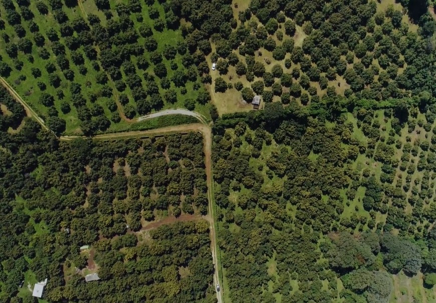 iCowVideo's tweet image. Or team and @CostaVida embarked on a journey to capture the essence of the “Avocados” spot in the beautiful city of Morelia, Mexico.

Full blog: icow.tv/costa-vida-mex…

Visit icow.tv for more info. #videoproduction