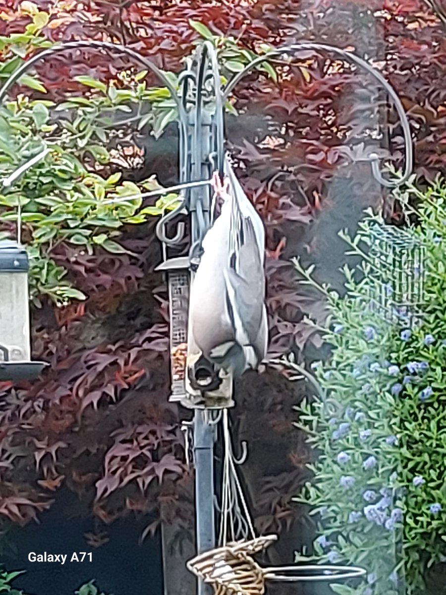 holly1402's tweet photo. A desperate wood pigeon hanging upside down on my feeder #Springwatch https://t.co/NTHRIiJwyL