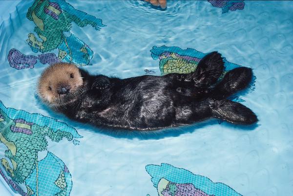 pnabbie's tweet photo. Who knew it was #WorldOtterDay 🦦?
Thanks @lifeofmrsm for the heads ⬆️
✅out @DiscoveryEd 's otter resources!
#DEmystified: Interactions in Ecosystems
@Arcademics games: Swimming Waters & Otter Rush
And more!
#sced #loveSCschools #tnedchat #nced https://t.co/tzSn6SMrEB