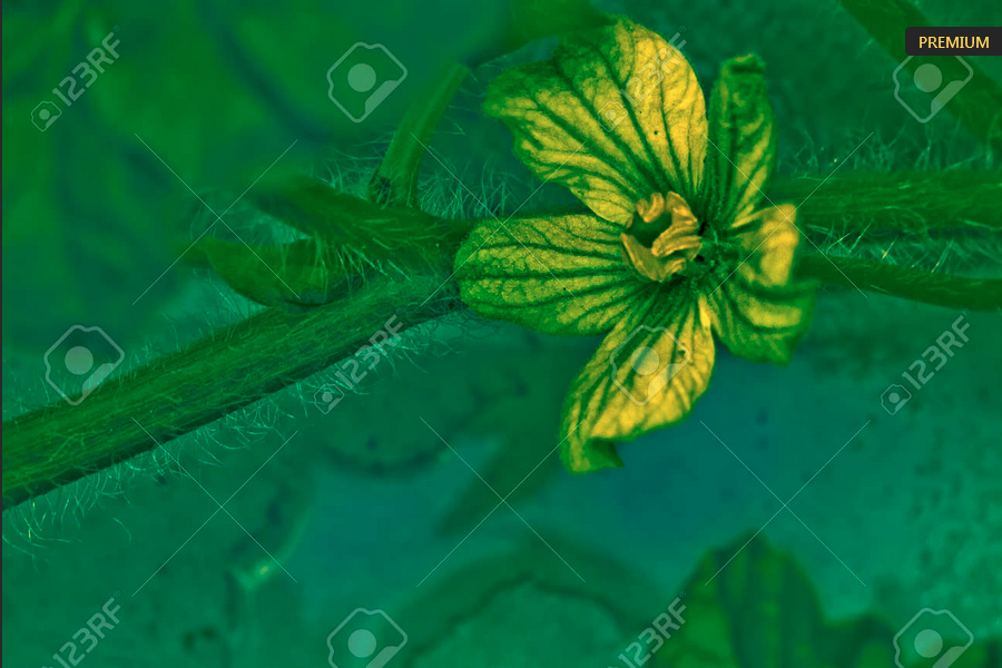 Sold!

123rf.com/photo_16406278… 

#123RF #download #flower #macro #stockimage #stockphoto #sold #purchase #bloom #blossom #nature #natural