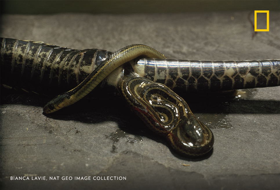 #PhotoduJour | Mise bas d’une couleuvre rayée (thamnophis sirtalis), Manitoba, Canada.