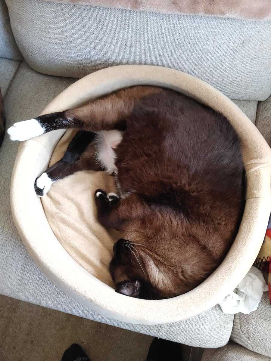 hungrystewie's tweet photo. My cat. She's gotten so big she sticks her leg out of her bed. https://t.co/qKpkM4Waaw