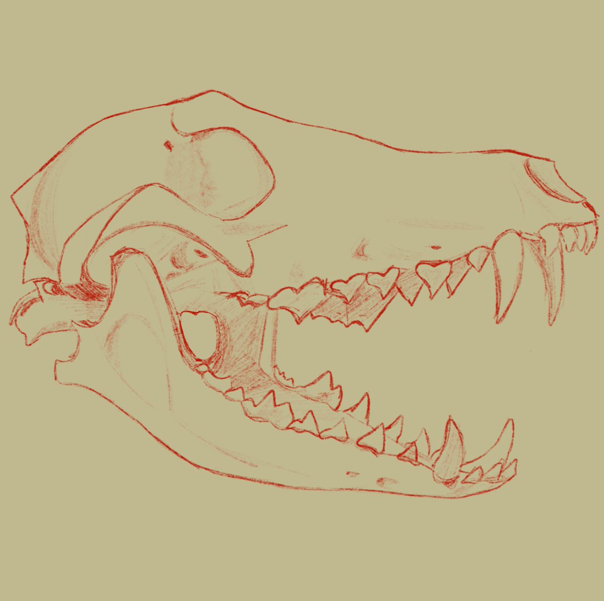 cairnosaurusart's tweet photo. Drew this canine skull! I can’t remember if it’s a wolf or a coyote though 
-
-
#sketch #sketches #art #myart #artist #realism #semirealism #realisticsketch #dogskull #skulls #canine #skull #animalskull #skullart #draw #drawing https://t.co/Y9Gm6TuJZa