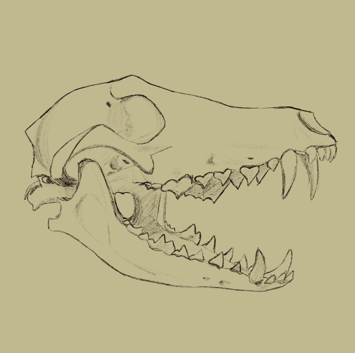 cairnosaurusart's tweet photo. Drew this canine skull! I can’t remember if it’s a wolf or a coyote though 
-
-
#sketch #sketches #art #myart #artist #realism #semirealism #realisticsketch #dogskull #skulls #canine #skull #animalskull #skullart #draw #drawing https://t.co/Y9Gm6TuJZa
