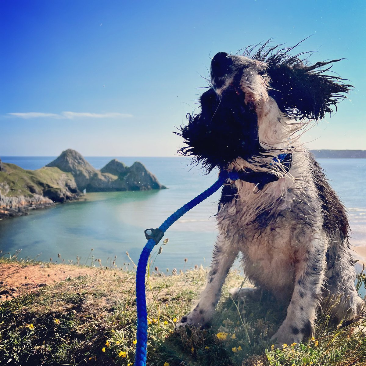 lessoncopy's tweet image. Not sure this one will make the calendar 😂#gower #threecliffs #dogsoftwitter 🌊🏴󠁧󠁢󠁷󠁬󠁳󠁿🐾