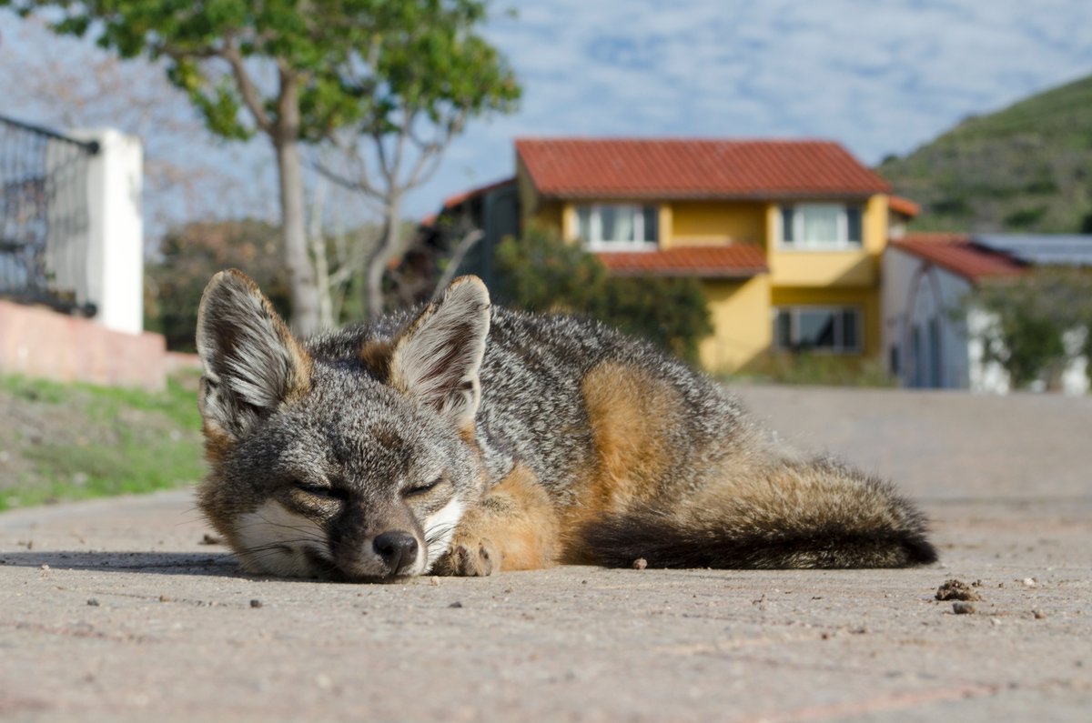 Our work on the genetic plight of Channel Island foxes is now out in <a href="/molecology/">Molecular Ecology</a> : onlinelibrary.wiley.com/doi/10.1111/me…
Congrats to the talented <a href="/adams_ne/">Nicole Adams</a> on this herculean effort! And big thanks to Karl Huggins for the fox photos!
<a href="/USCWrigley/">Wrigley Institute for Environment & Sustainability</a>