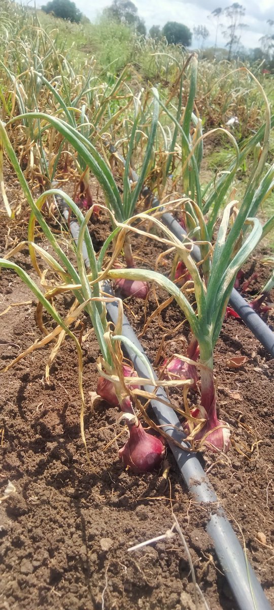 Once in a while, you need a doctor, lawyer, policeman, preacher...but everyday, 3 times a day you need a farmer. 😍 #farmingsmallsmall