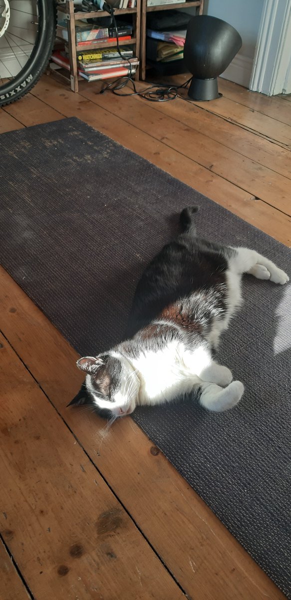 Cat. Yoga mat. Sun. A play in 4 acts