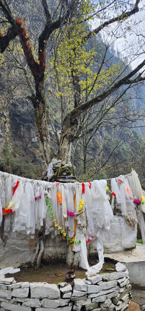 diprotawang's tweet photo. भारत देश का, तिब्बत सीमा की और आखिरी प्रशासनिक केंद्र,जेमिथांग का खूबसूरत प्राकृतिक नजारा
#VibrantVillageJemeithang
#holytree #Kenzamani #Naturalwaterfalls https://t.co/qpescSRZ5c