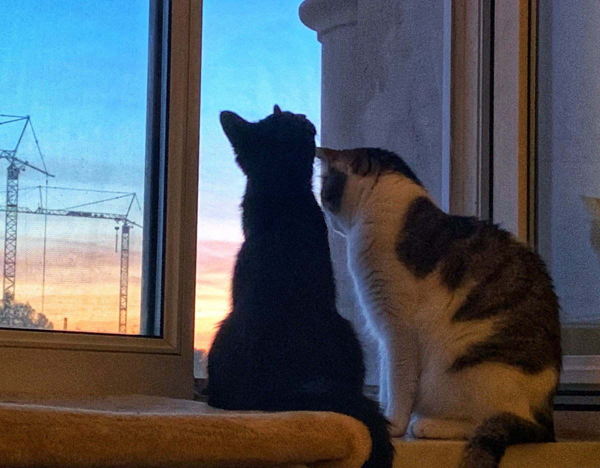 apfelprinzchen's tweet photo. Romantischer Abend πβ¨ππββ¬πΎβ¨
β¦
β¦
β¦
#cats #sunsetcat #CatsLover #CatsOfTwitter https://t.co/nWfraSfipI