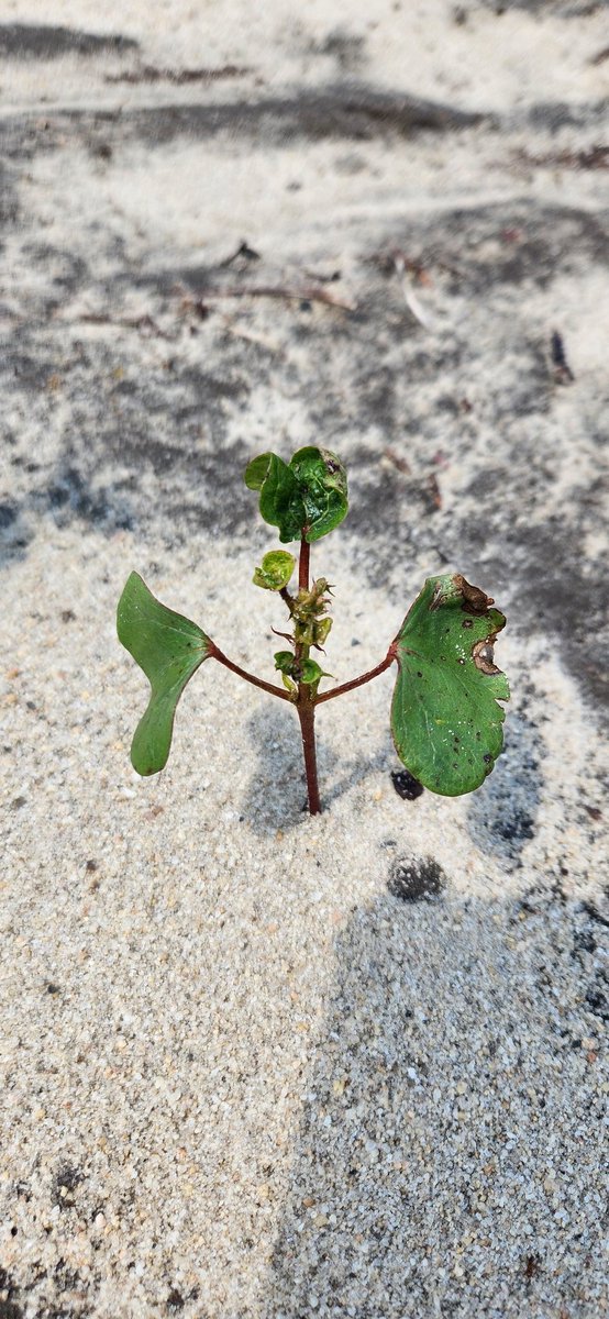 bugdocisin's tweet photo. A couple of untreated seedlings compared with seedlings planted with AgLogic or ThryvOn. All at 5 true leaves. Thrips making an impact on untreated plants. Gaucho seed treatment or imidacloprid in-furrow spray looks good also. https://t.co/1dU4fPJPm3