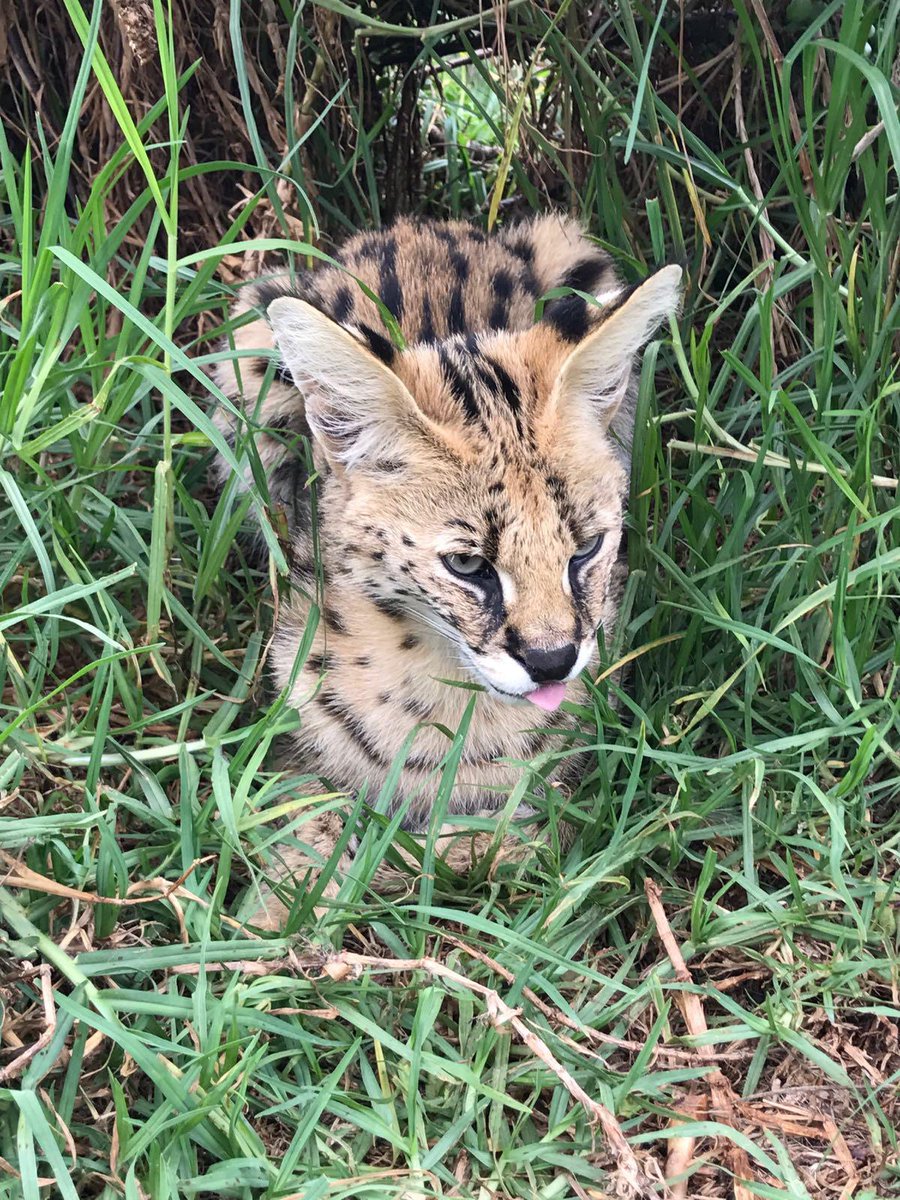 ServalEveryHr's tweet image. 