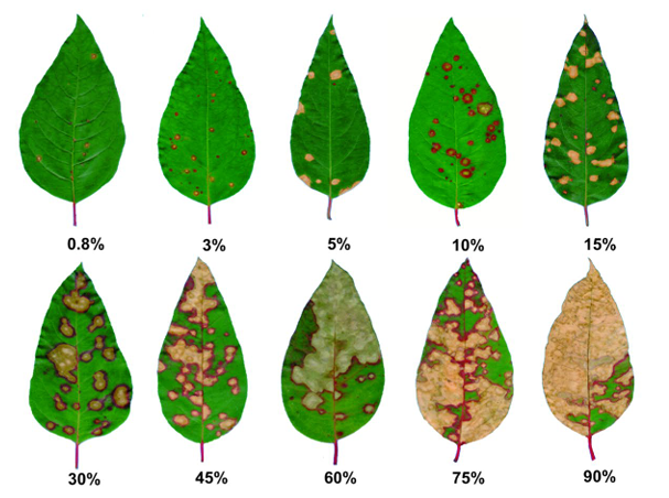edelponte's tweet photo. A very neat standard area diagram set (SADs) for an important disease of #eucalypts. Soon featuring in SADBank: https://t.co/G8bLpLhPYH
#phytopathometry #plantdisease #Calonectria https://t.co/QuY632cLQw