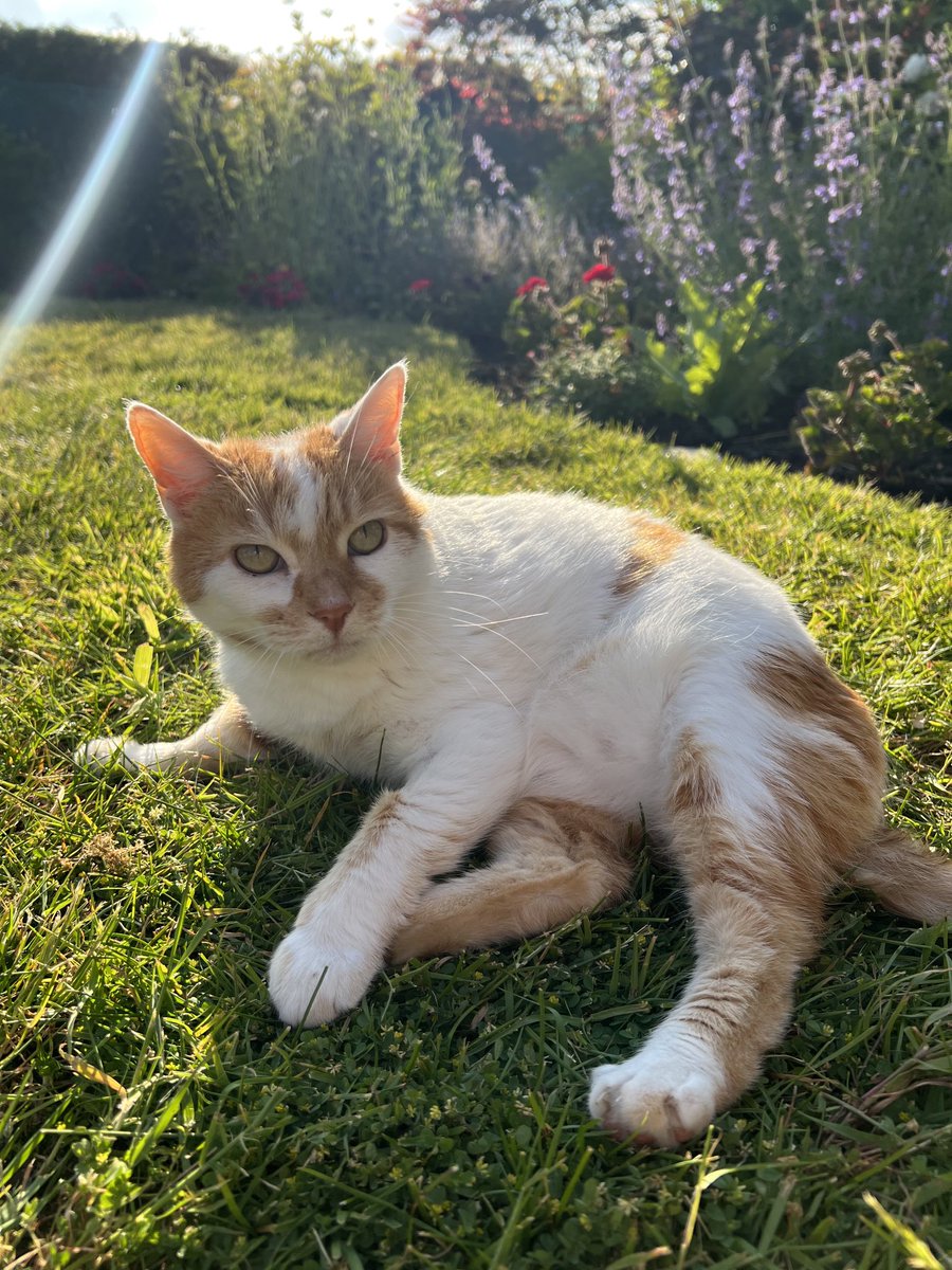 Being decorative on the lawn! #Hedgewatch