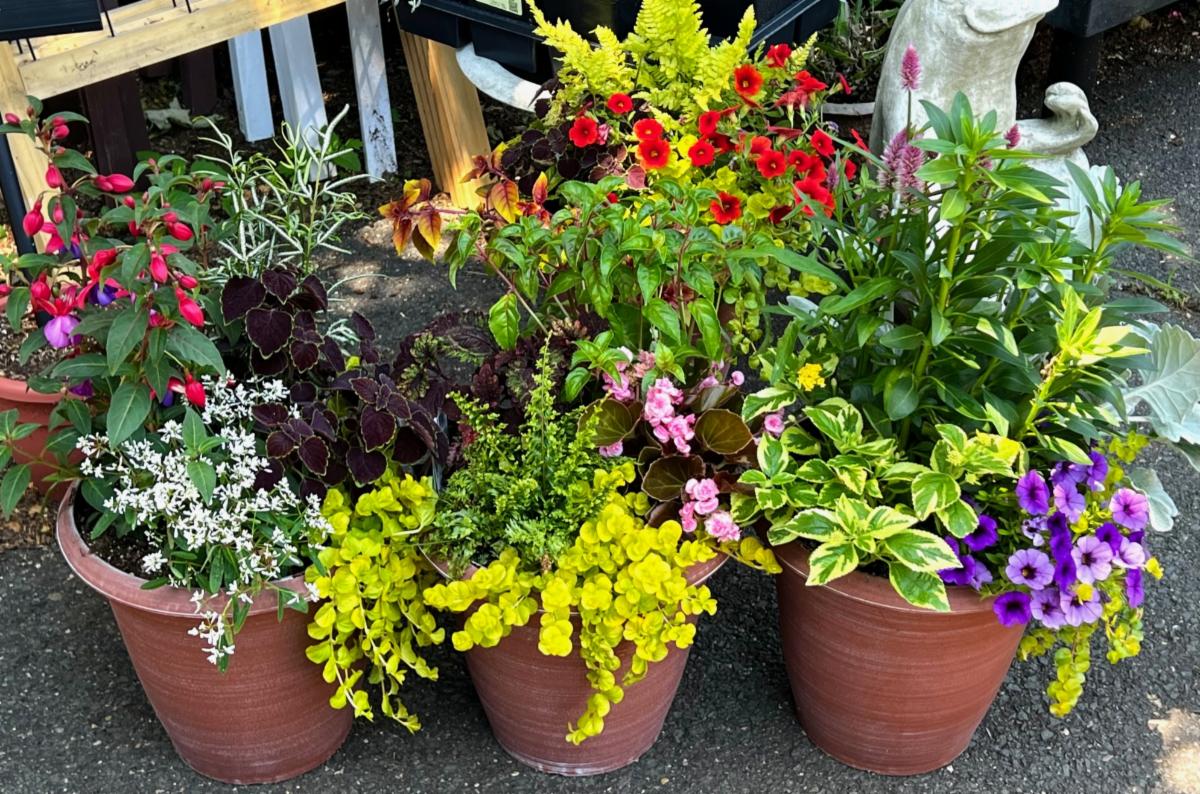 Natureworks Garden Center & Landscaping tweet media