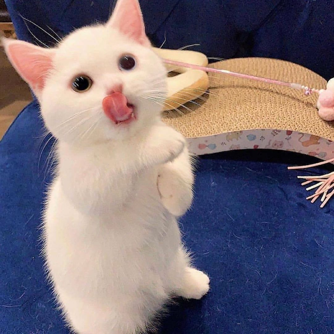 PunchingCat's tweet image. 