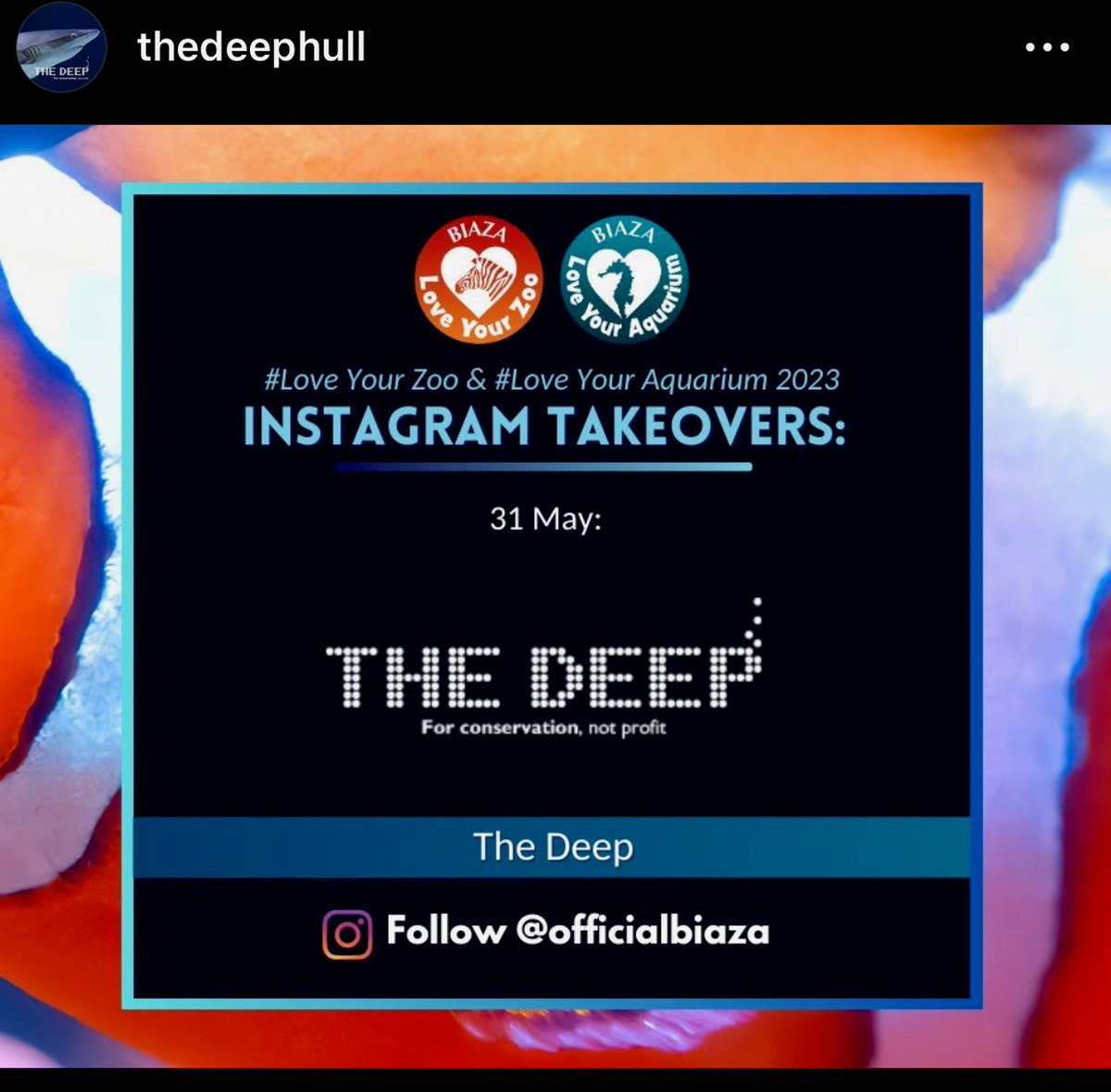 TheDeepHull tweet picture