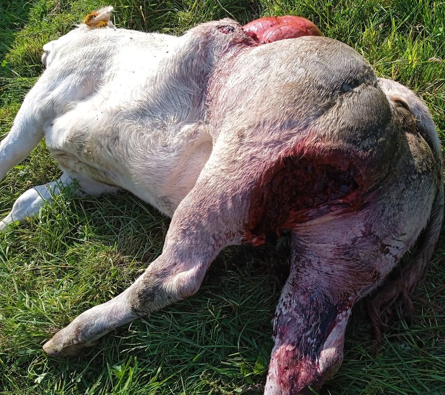 natuerlichjagd's tweet photo. #Wolfsangriff: Bei lebendigem Leibe gefressen zu werden ist wohl für jeden einen Horrorvorstellung. Diese wurde für eine Färse in der vergangenen Woche in Frankreich traurige Realität!
https://t.co/OrUjTCehUh https://t.co/EQcjoV2J3b