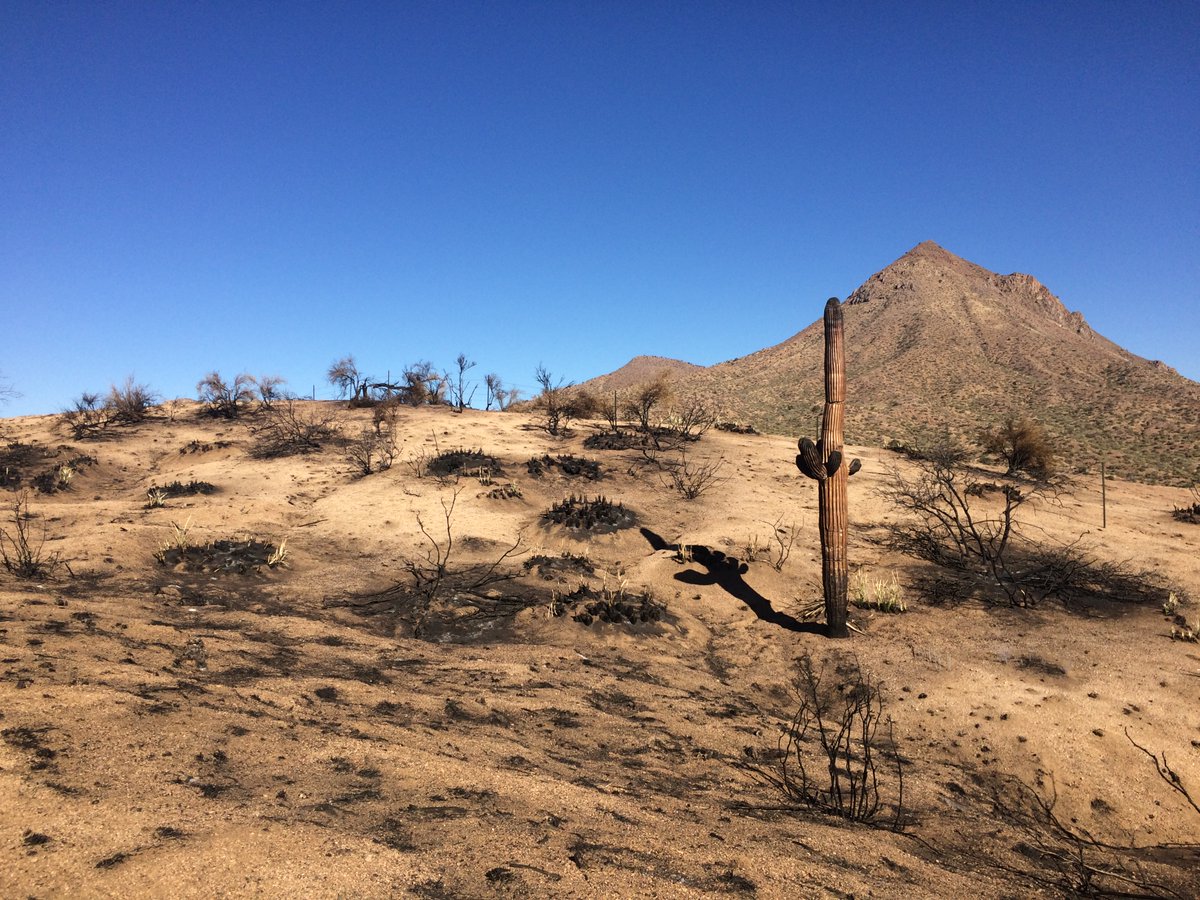 #Buffelgrass is an invasive grass that fuels wildfire, carrying it across SW desert landscapes with devastating results.

@SaguaroNPS, @desertmuseum & #USGS_SBSC studied 10 years of data to find the most effective removal strategies.

See what they found👉ow.ly/FzNl50OxhPB