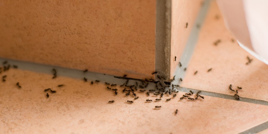 samsturfcare's tweet photo. Protect your home from pests!🐜

Our #perimeterpestcontrol service is designed to fully protect against insects like ants and cockroaches. We create a barrier of #insecticides around the outside of your home.

Call us today! (816) 408-6853

https://t.co/UDAY23yKA3 https://t.co/RrSwZjreDa